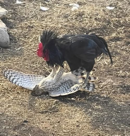 mandi clark rooster hawkk.jpg